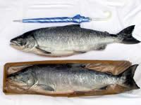 鮭6kg