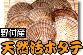 野付産・天然活ホタテ